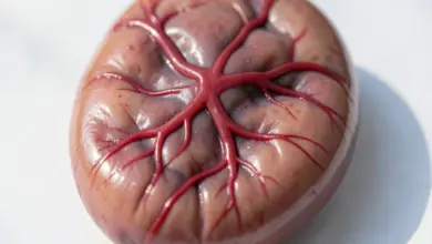 co je placenta a jak vypadá - Co je placenta a - ilustrační foto