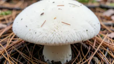 Jak poznat a připravit pýchavku obrovskou - ilustrační foto