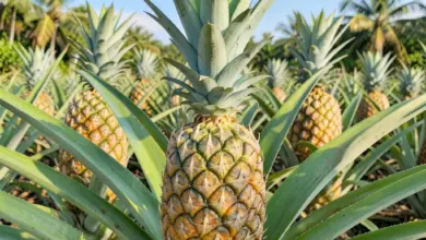 jak poznat zralý ananas a jeho pěstování - Jak poznat zralý ananas - ilustrační foto
