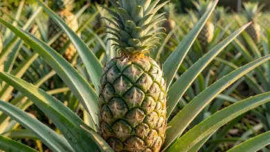 jak roste ananas a jeho výhody - Jak roste ananas - ilustrační foto