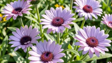 jak pěstovat osteospermum a jeho péče - Jak pěstovat osteospermum - ilustrační foto