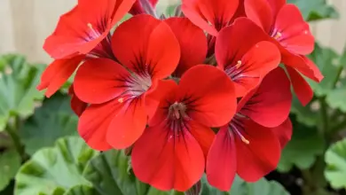 Jak vypěstovat pelargonie na zahradě - ilustrační foto