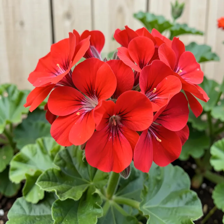 Jak vypěstovat pelargonie na zahradě - ilustrační foto