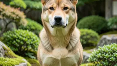Tosa inu povaha a péče o plemeno - ilustrační foto