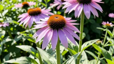 Jak pěstovat třapatky a rudbekie na zahradě - ilustrační foto