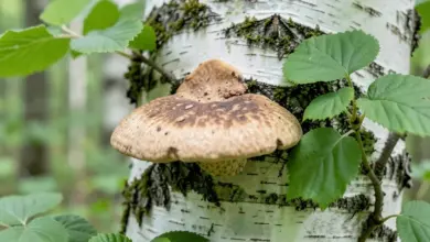 Co je chaga a jaké má účinky - ilustrační foto