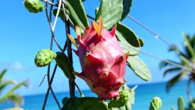 co je pitahaya a jak ji pěstovat - Co je pitahaya a - ilustrační foto