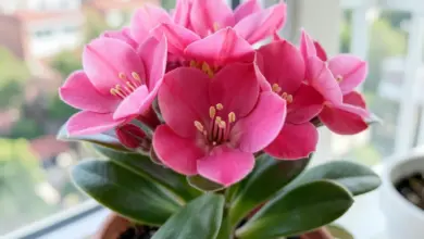Jak pěstovat kalanchoe v bytě a na balkoně - ilustrační foto