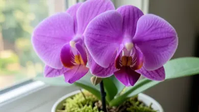 Jak správně pěstovat orchideje a pečovat o ně - ilustrační foto