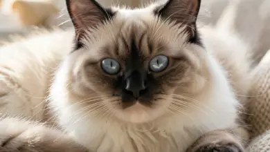 Jak se starat o kočku ragdoll - ilustrační foto