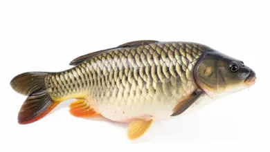 Nutriční hodnoty a příprava kapra - ilustrační foto