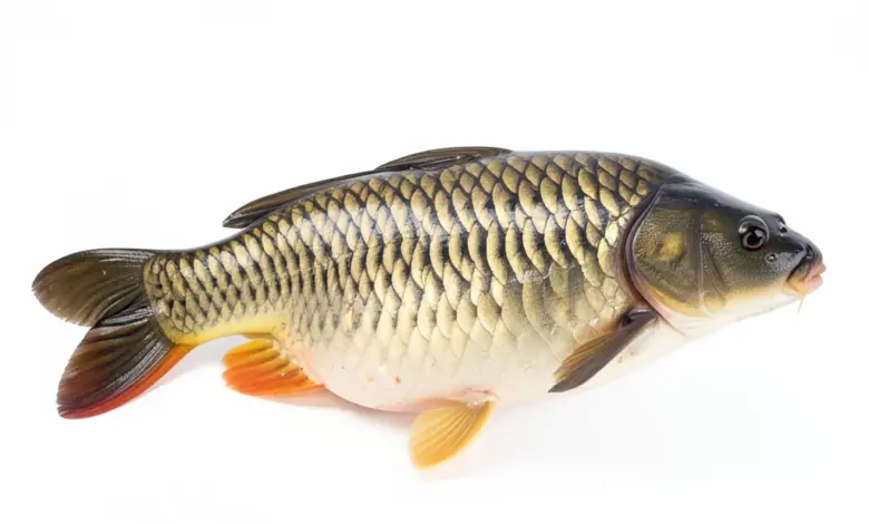 Nutriční hodnoty a příprava kapra - ilustrační foto