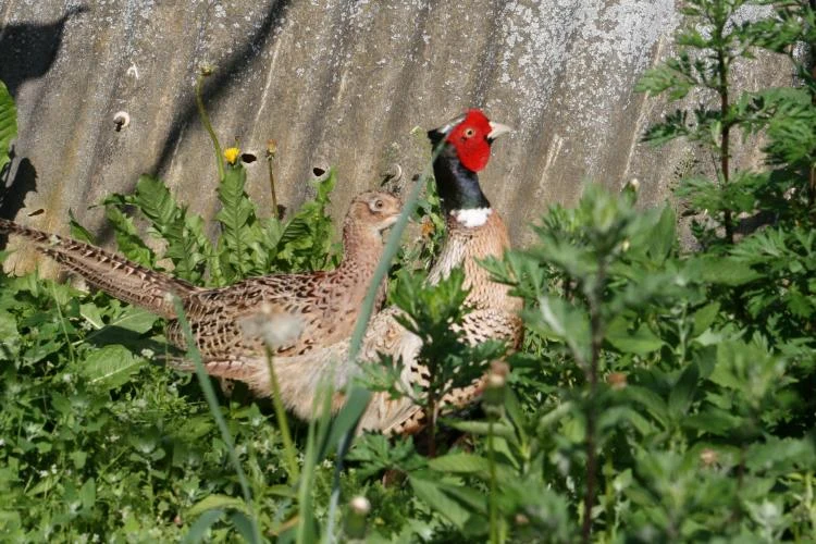 Mužský a samičí bažant divoký mezi zelenou vegetací.