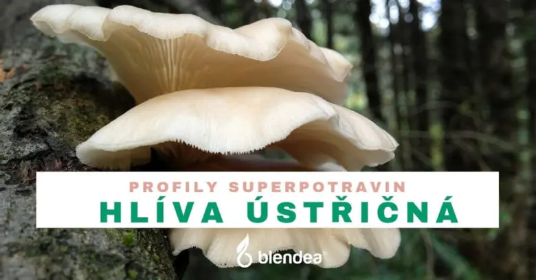 Bílá hlíva ústřičná rostoucí na kmeni stromu v lese.