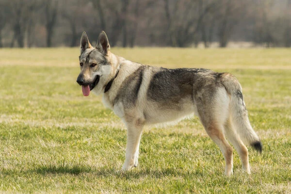 Czechoslovakian wolfhound dog