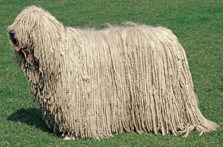 Komondor pes s dlouhými bílými kordy na trávníku.