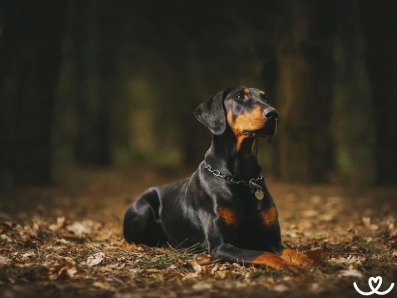 Dobermans leží na listí v lese s nápadným pohledem.