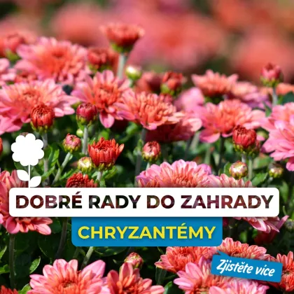Růžové květy chryzantém v zahradním prostředí.