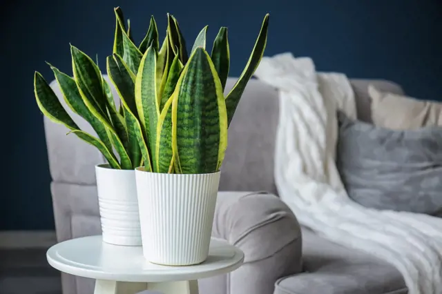 Snake plant in pots