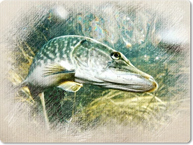 Pike fish in water