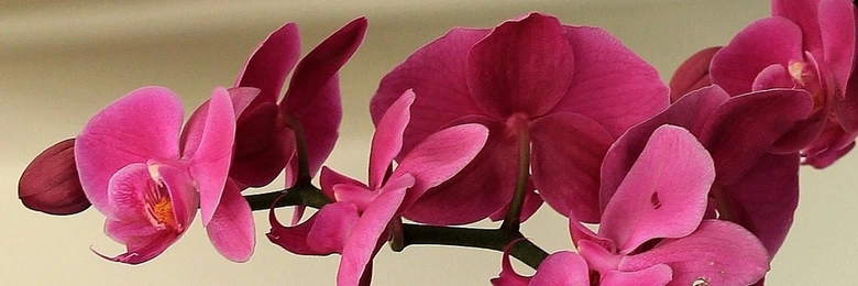 Růžové květy faleropisní orchideje na tmavém stonku.