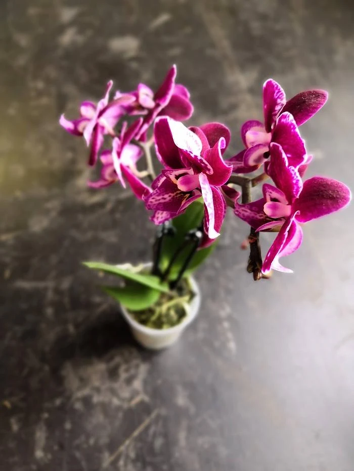 Fialová orchidej v květináči s mechem na tmavém pozadí.