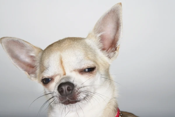 Portrétní fotografie chihuahuah s důrazem na jeho oči.