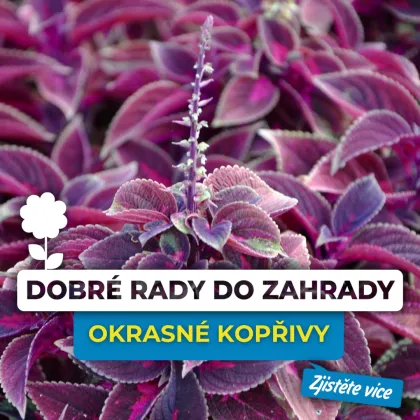 Fialová okrasná kopřiva s květem na pozadí zelených listů.