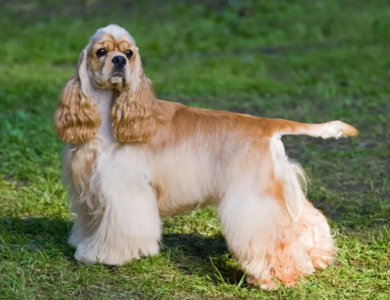 American cocker spaniel dog