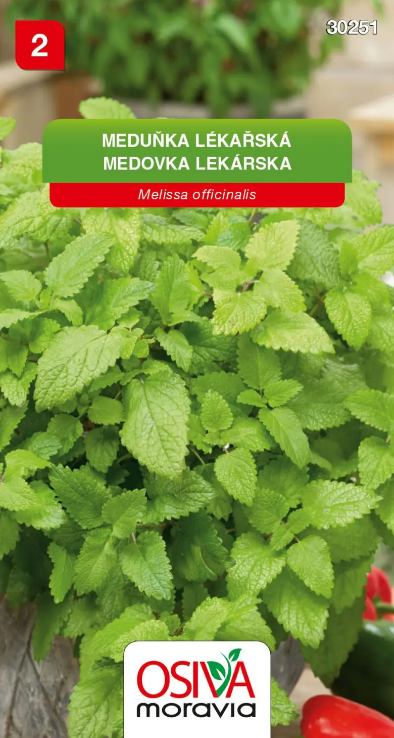 Melissa officinalis plant