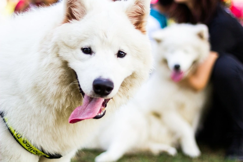 Bílý samojed s vystrčeným jazykem sedí na trávě.