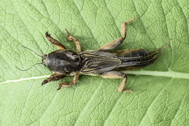 Mole cricket on leaf