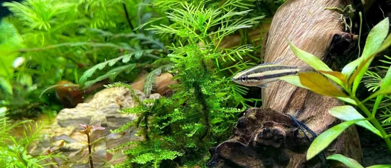 Rybí akvárium s rostlinami a dřevem pro článek o murénách