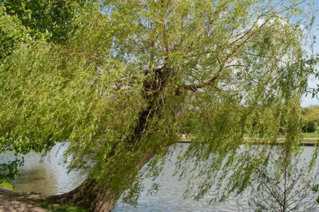 Vrbu jívu rostoucí u vody s visícími větvemi.