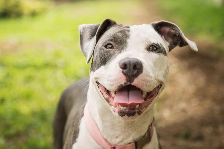 Šťastný americký pitbulteriér s růžovým obojkem se dívá na kameru.