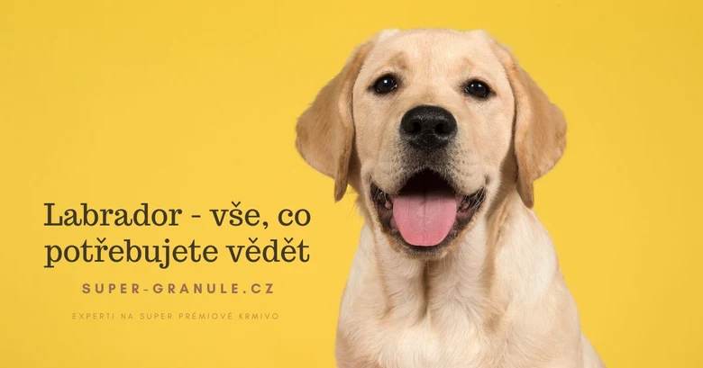 Šťastný labrador retrívr na žlutém pozadí s českým textem.