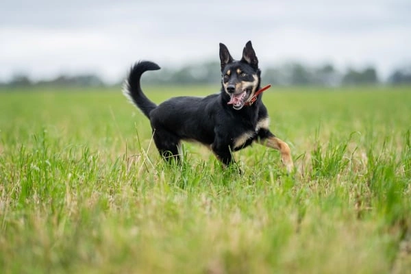 Australian kelpie dog running in grass