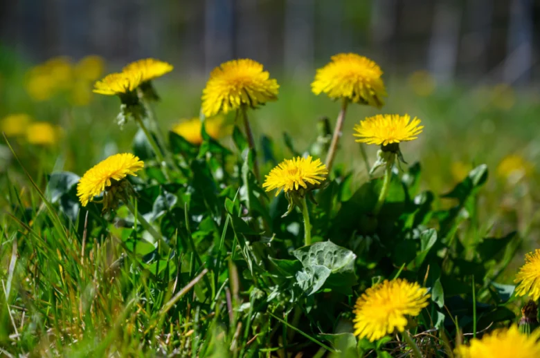 Žluté pampelišky rostoucí v zelené trávě na slunci.