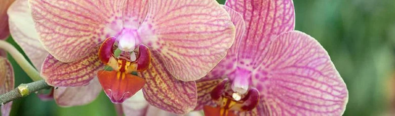 Růžové orchideje v plném květu na zeleném pozadí.