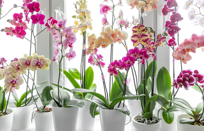 Květy barevných orchidejí v bílých hrncích na parapetu.