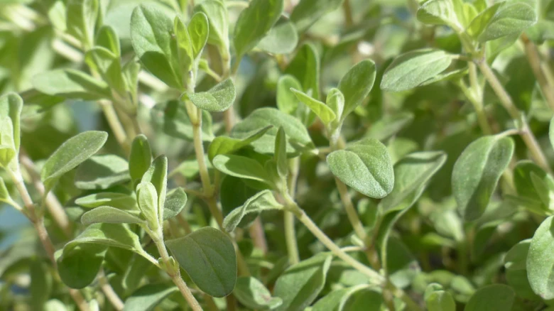 Marjoram plant close-up