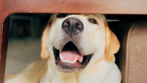 Šťastný labradorský retrívr se usmívá pod stolem.