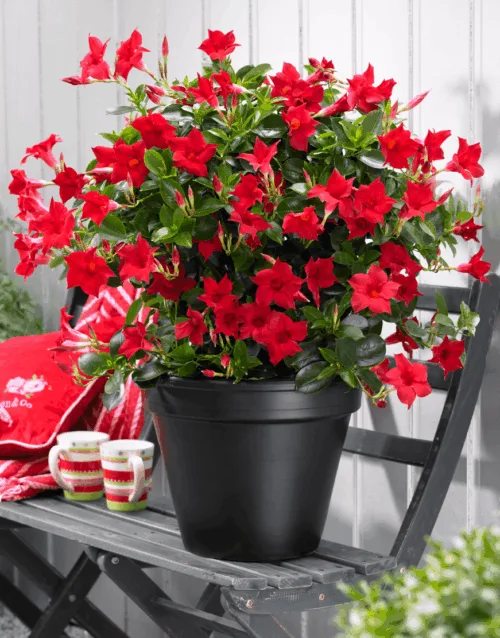 Red dipladenia plant in pot