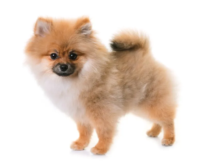 Pomeranianský pes stojí na bílém pozadí.