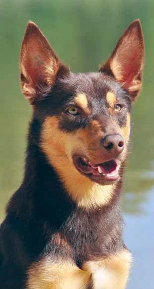 Portrét australské kelpie s výraznýma ušima.