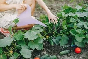 Osoba zalévá rostoucí okurky v zahradě.