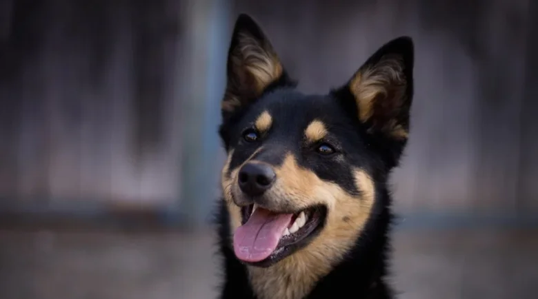 Australian kelpie dog