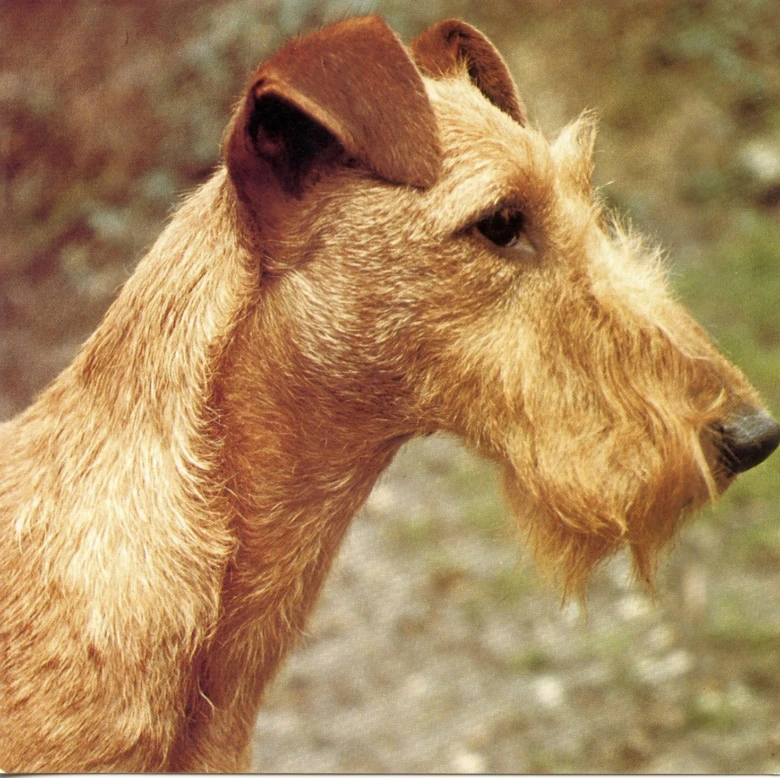 Portrétní záběr hlavy irského teriéra s typickým srstí.