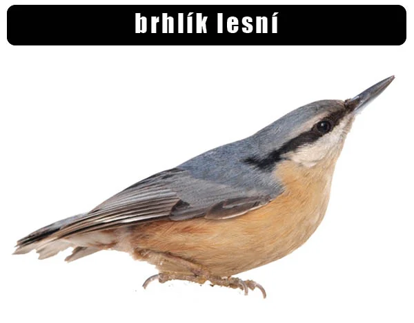Fotografie brhlíka lesního na bílém pozadí.
