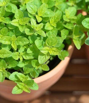 Oregano plant in pot